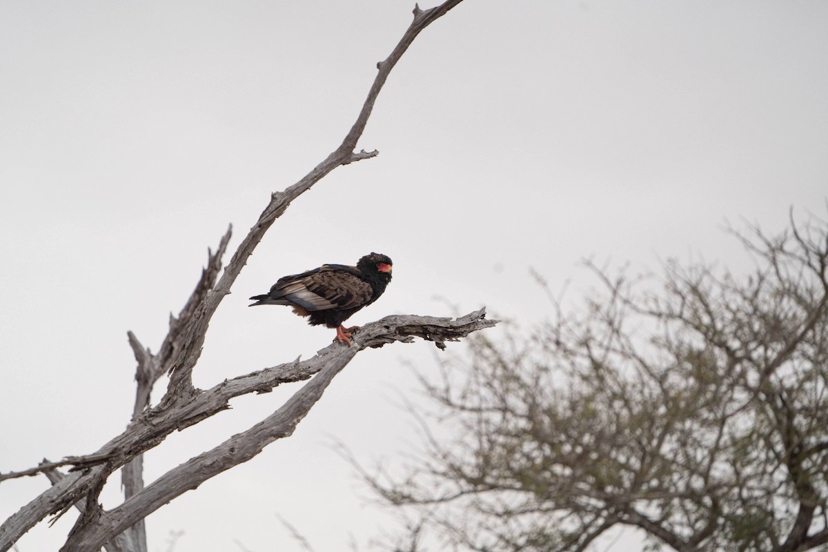 Bateleur - ML624307449