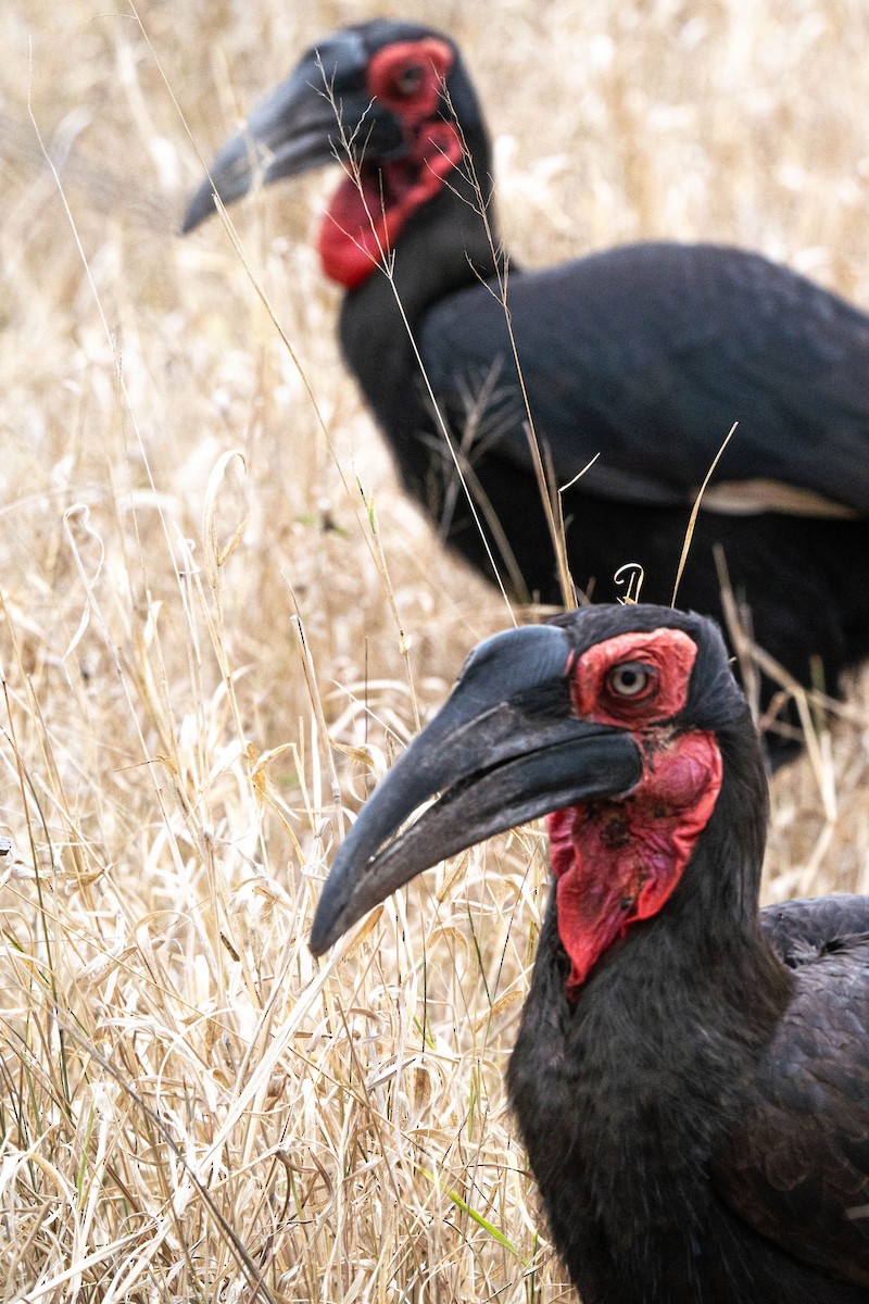 Southern Ground-Hornbill - ML624307458