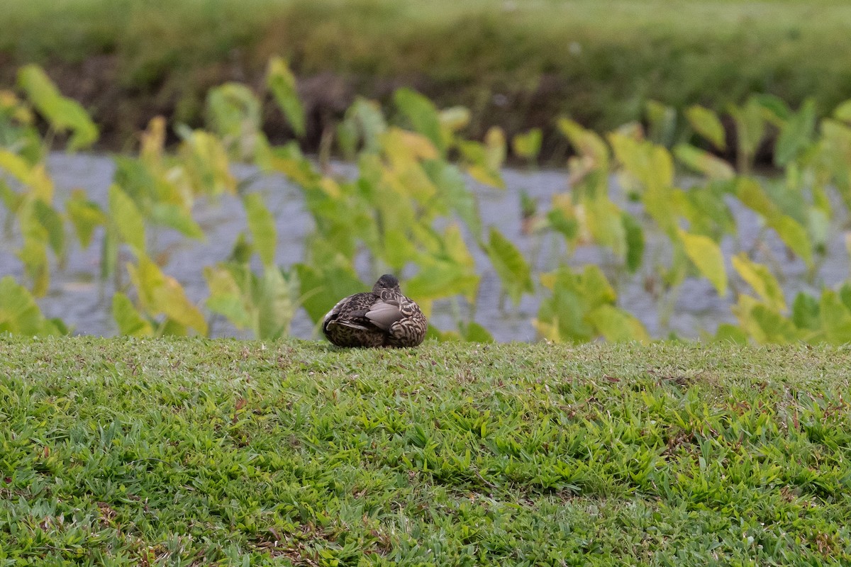 Hawaiian Duck - ML624307461