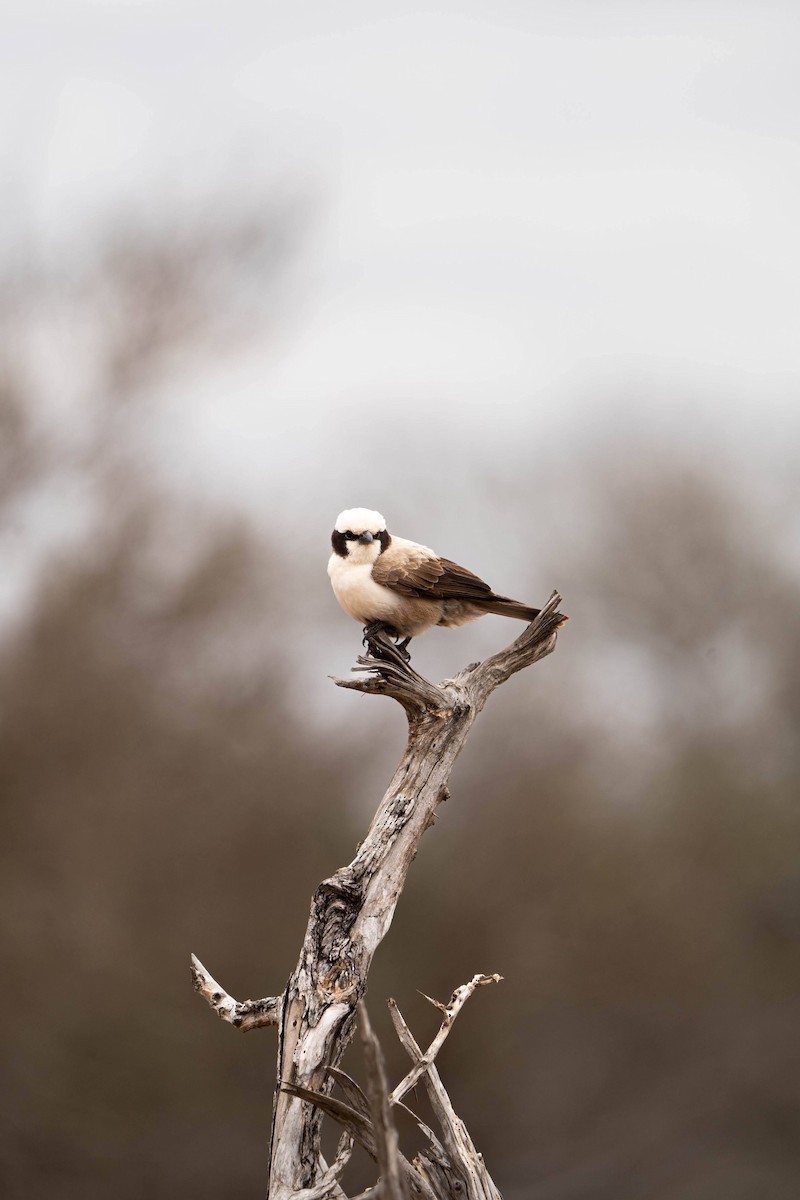 White-crested Helmetshrike - ML624307473