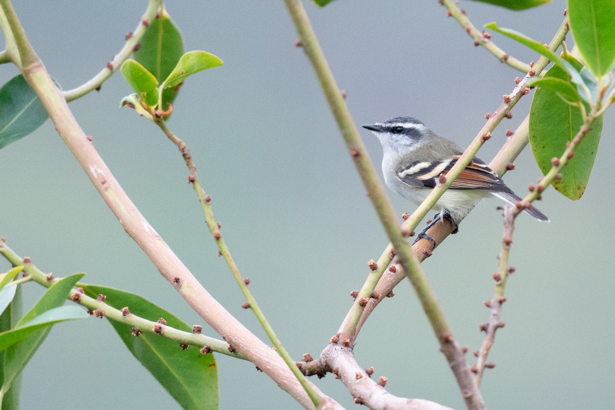 Rufous-winged Tyrannulet - ML624307485