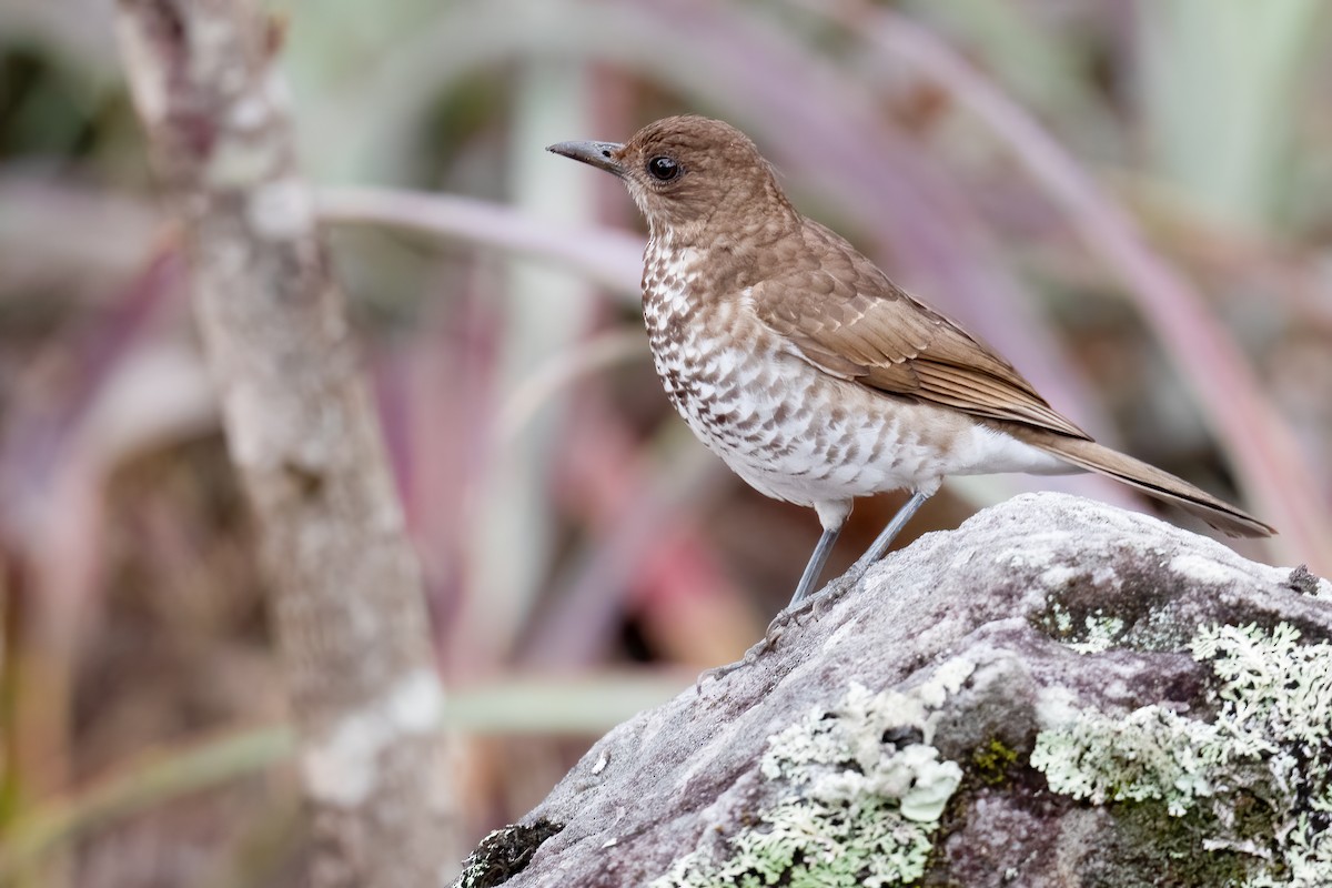 Marañon Thrush - ML624307489