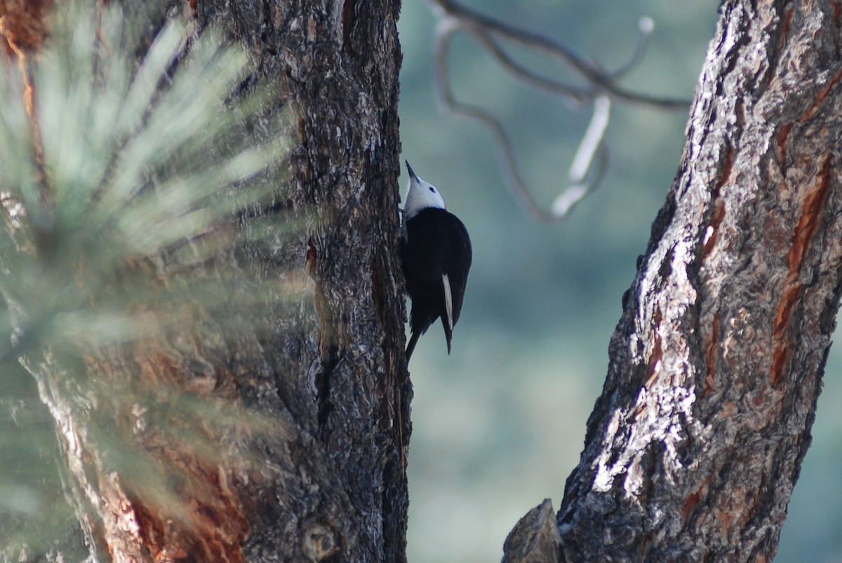 White-headed Woodpecker - ML624307521