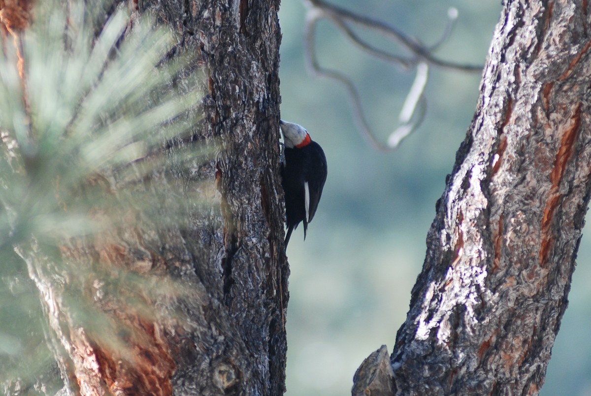 White-headed Woodpecker - David Jeffrey Ringer