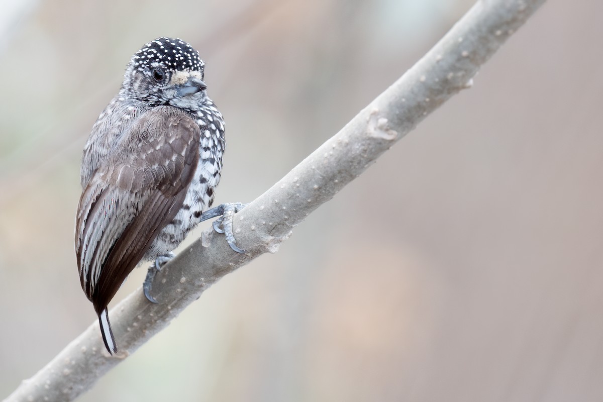 Speckle-chested Piculet - ML624307741