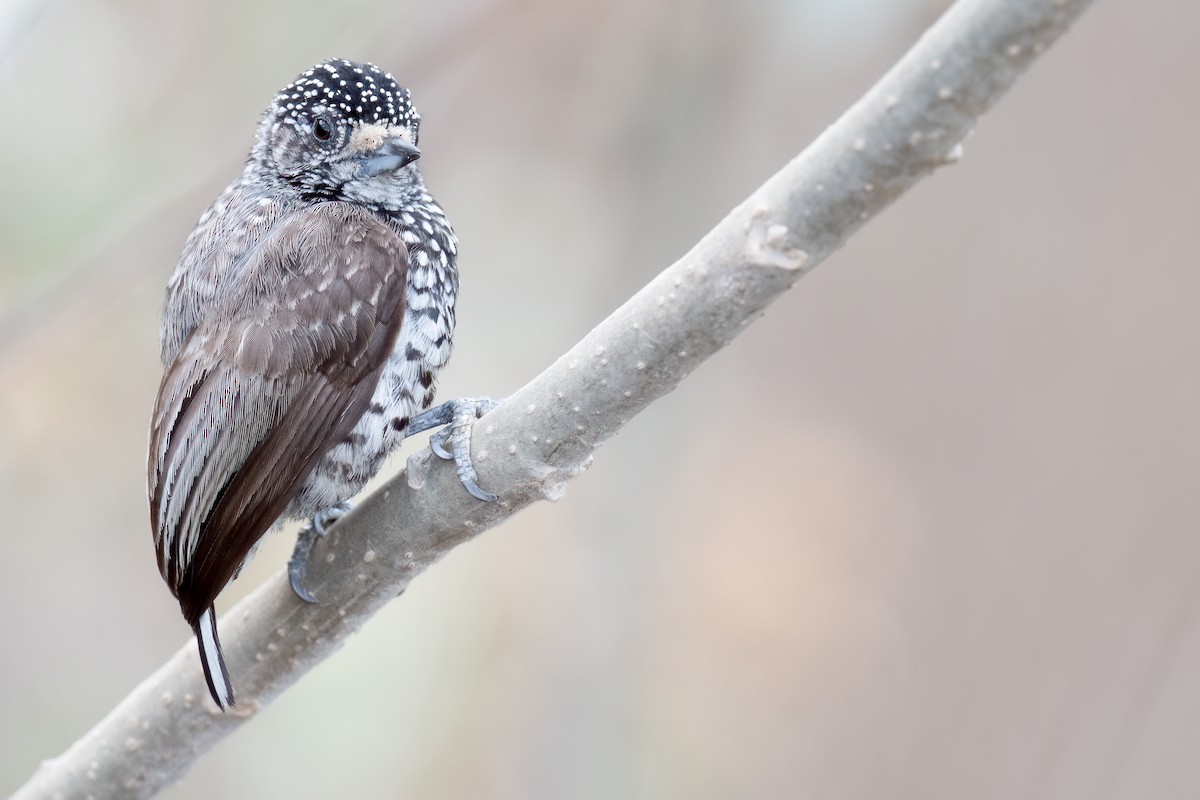 Speckle-chested Piculet - ML624307743