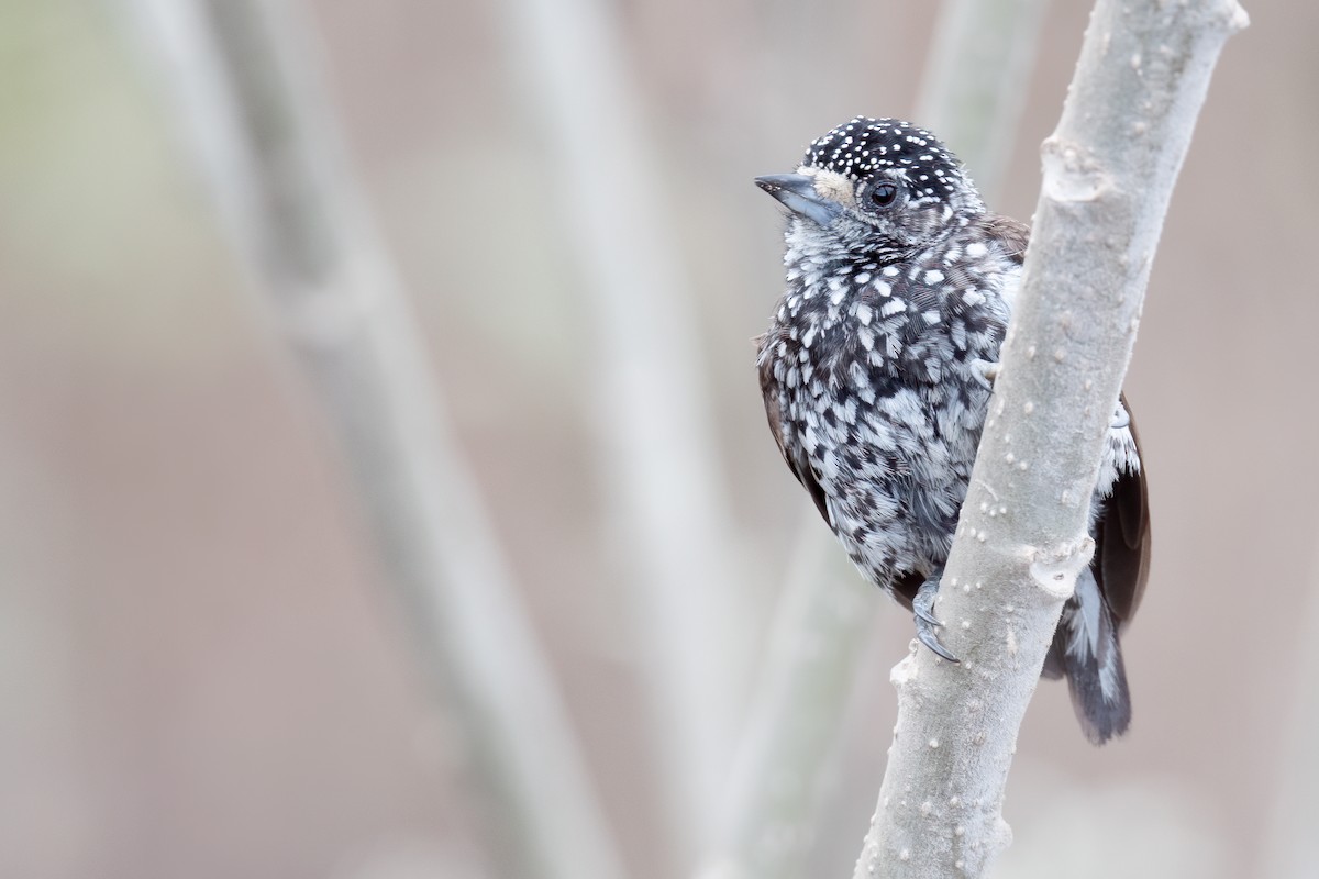 Speckle-chested Piculet - ML624307744