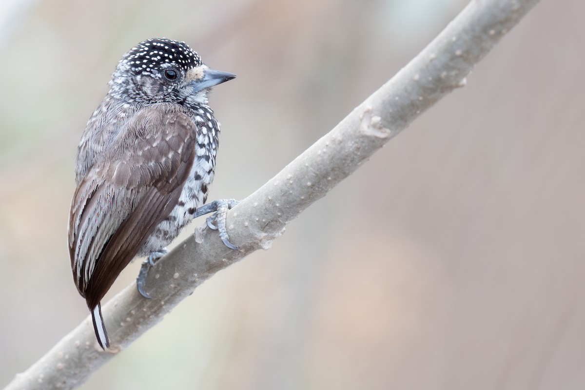 Speckle-chested Piculet - ML624307745