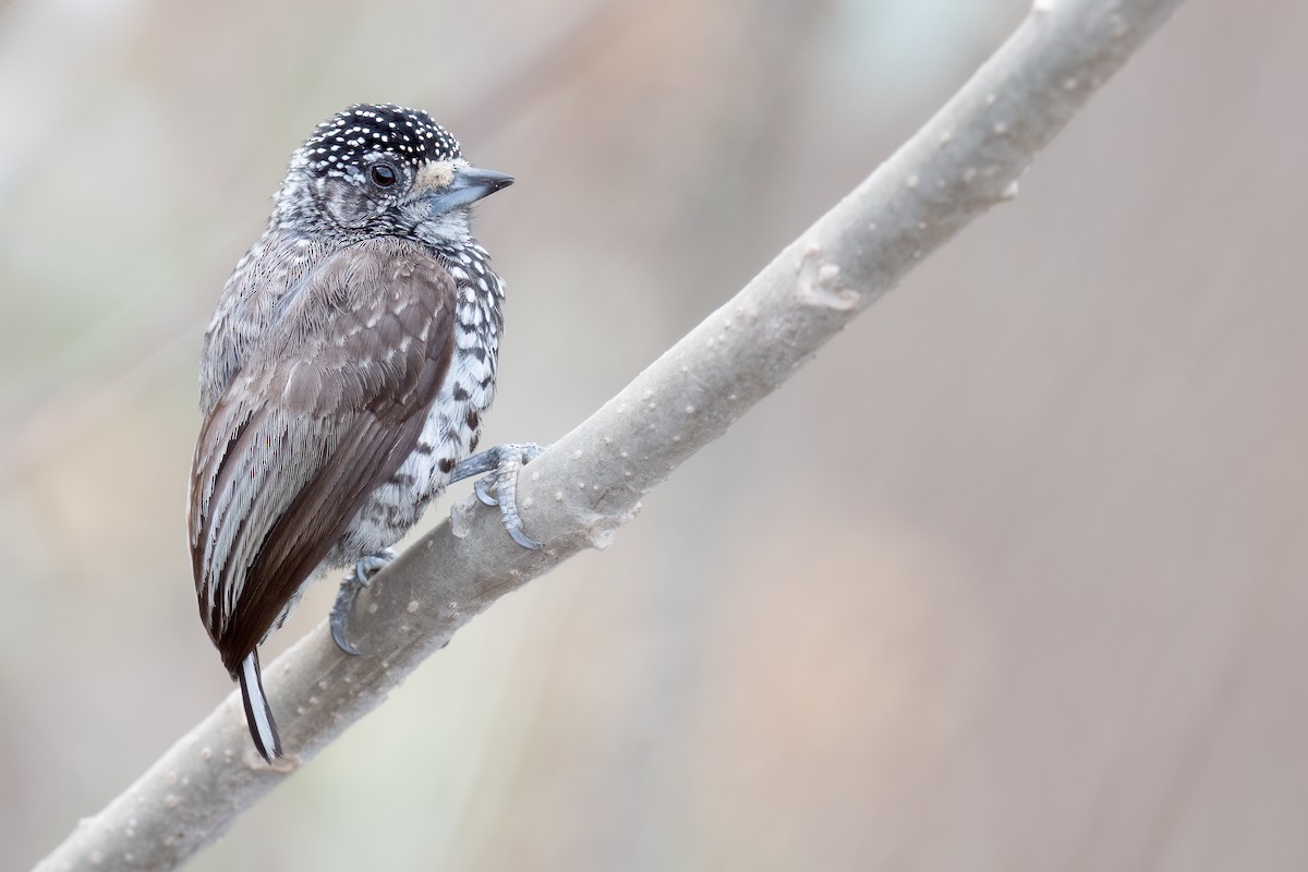 Speckle-chested Piculet - ML624307746
