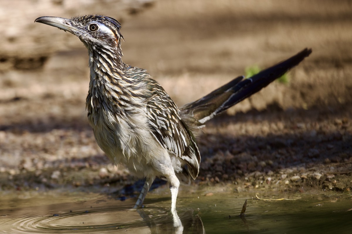 Greater Roadrunner - ML624307777