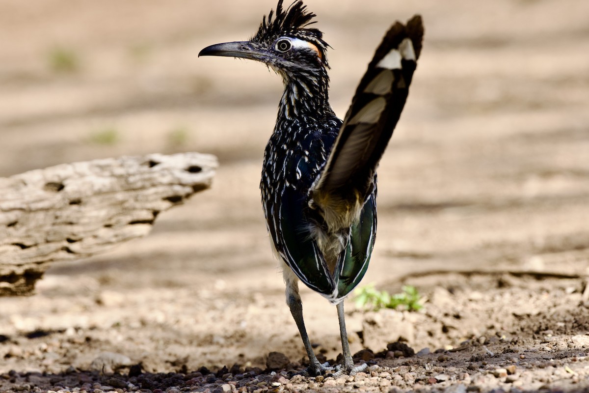 Greater Roadrunner - ML624307778