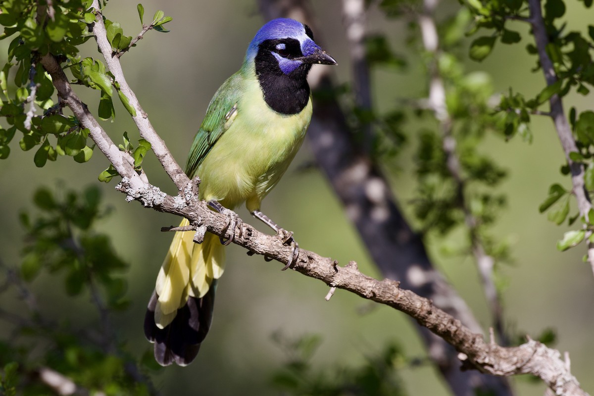 Green Jay - ML624307816