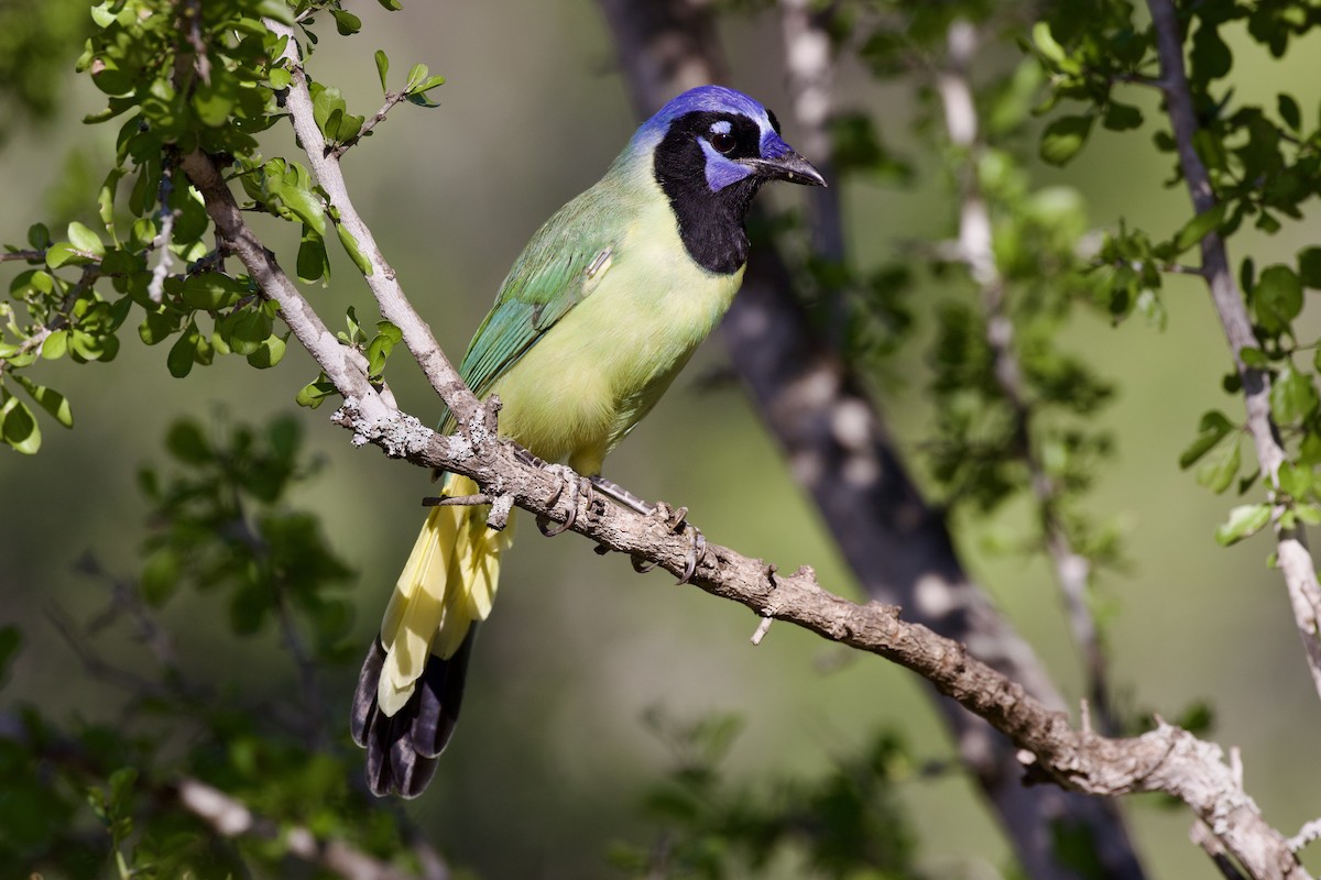 Green Jay - ML624307817