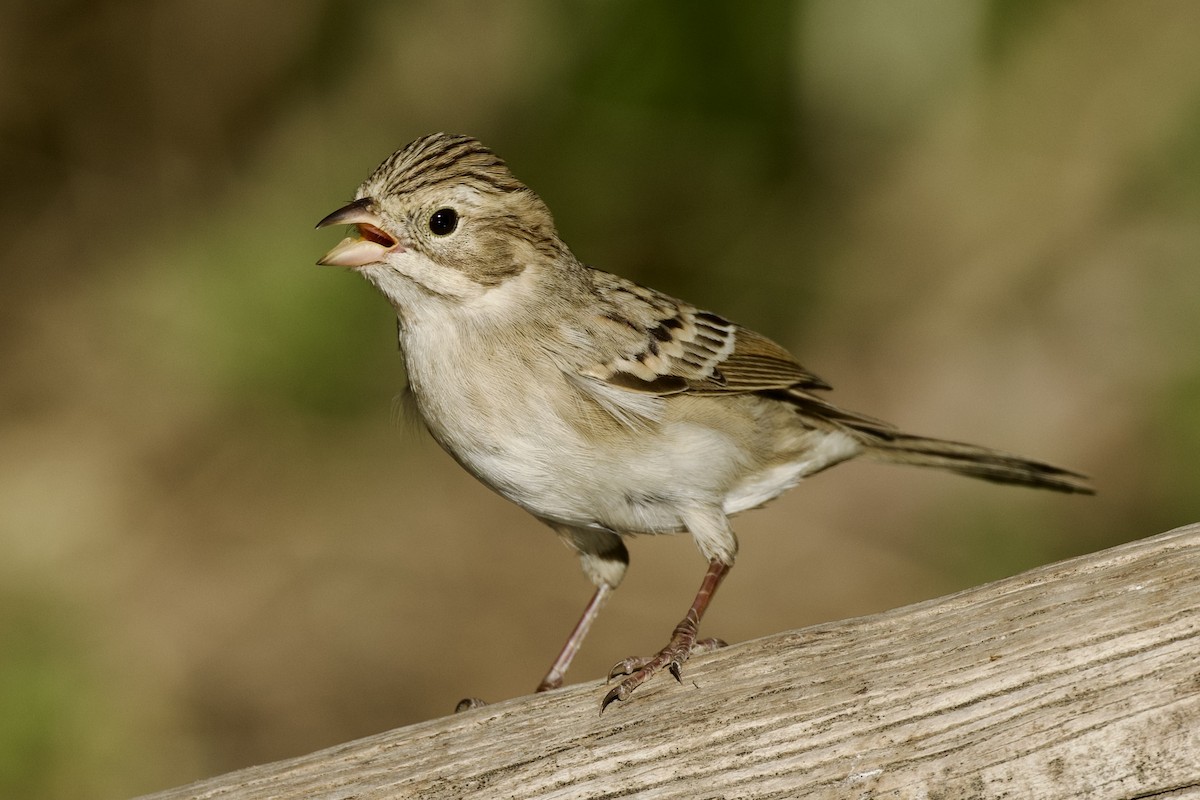 Brewer's Sparrow - ML624307864