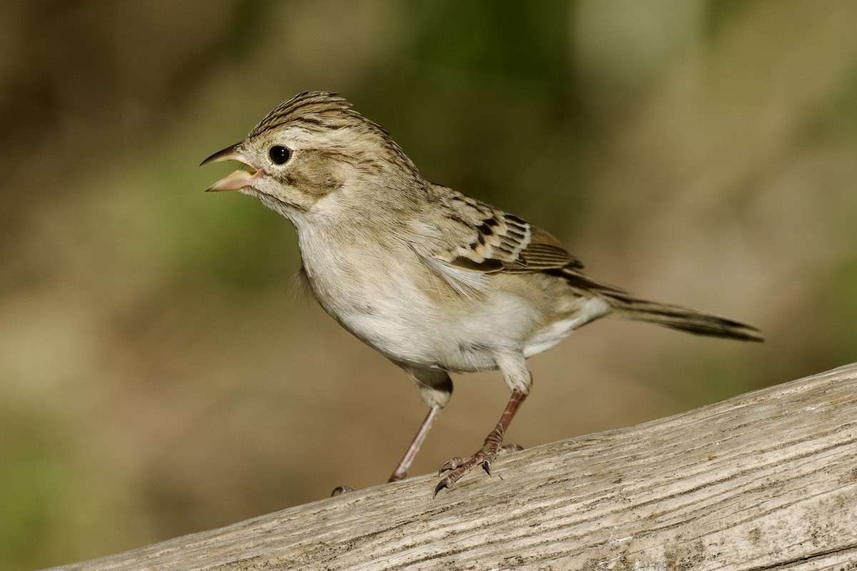 Brewer's Sparrow - ML624307865