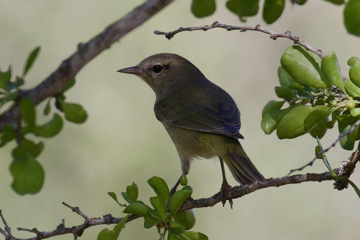 Orange-crowned Warbler - ML624307874