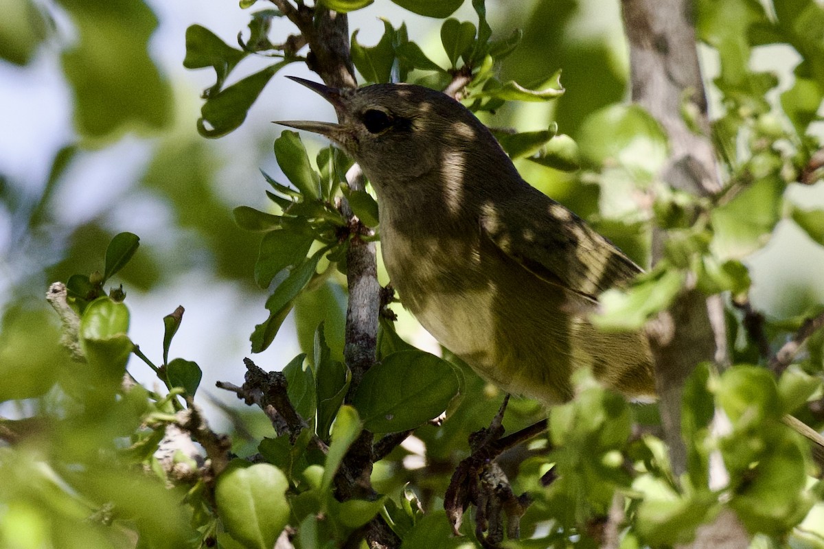 Orange-crowned Warbler - ML624307875