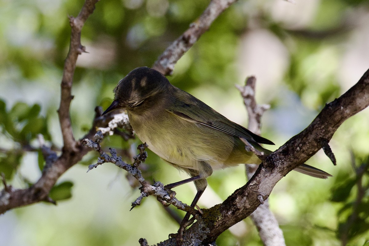 Orange-crowned Warbler - ML624307876