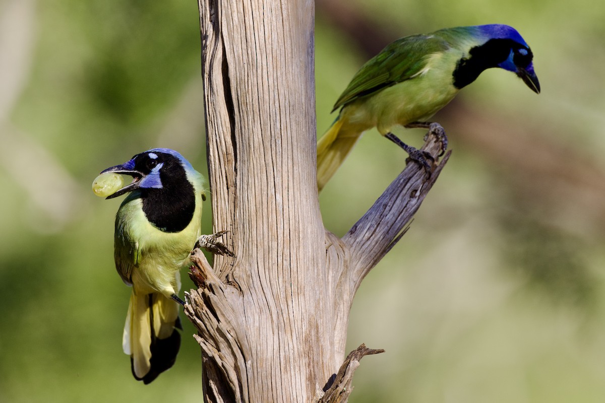 Green Jay - ML624307887