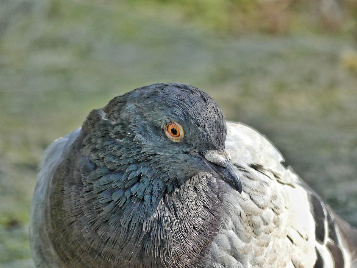Rock Pigeon (Feral Pigeon) - ML624308010