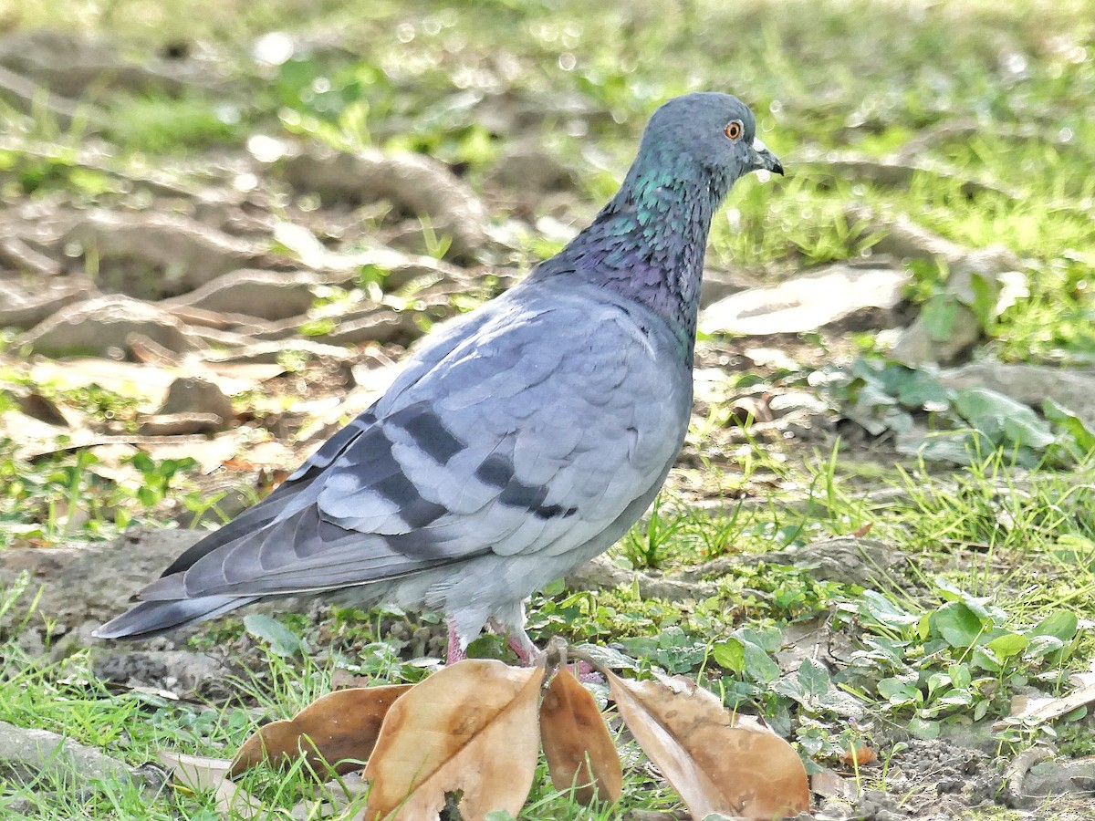 Rock Pigeon (Feral Pigeon) - ML624308011