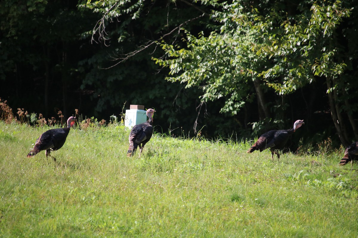 Wild Turkey - ML624308014