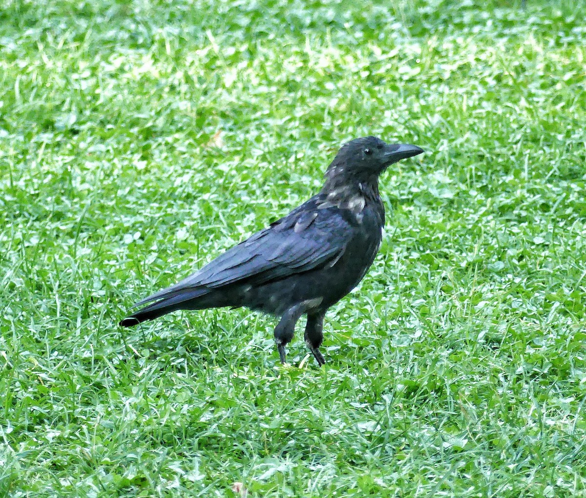 Carrion Crow - ML624308015