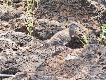 Galapagos Kumrusu - ML624308025