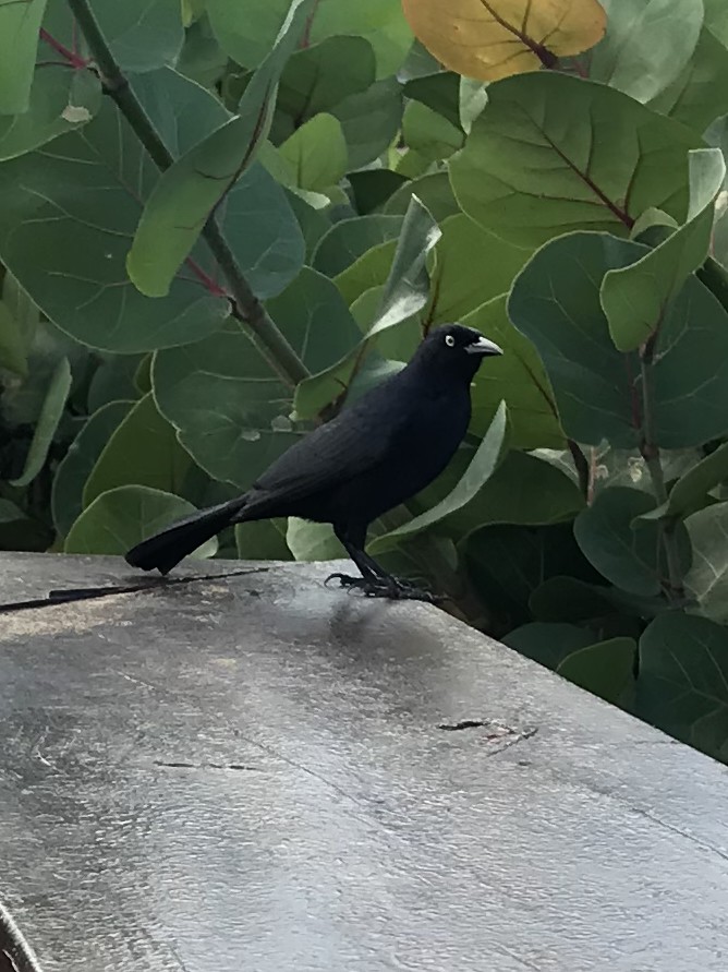 Greater Antillean Grackle - ML624308107