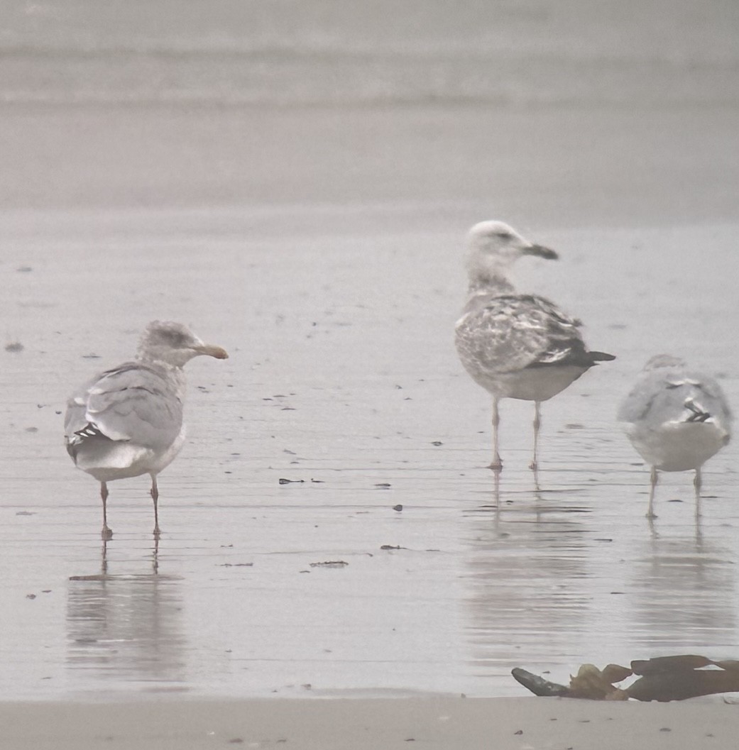 Caspian Gull - ML624308160