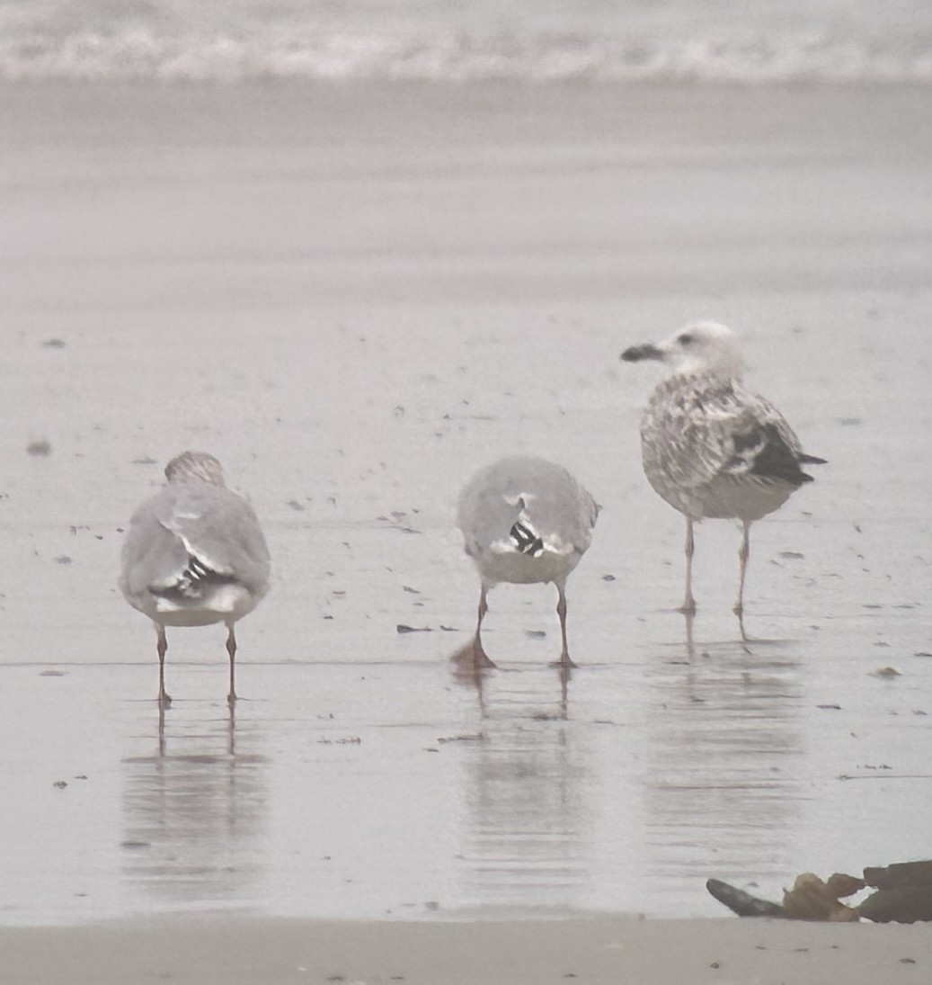 Caspian Gull - ML624308161