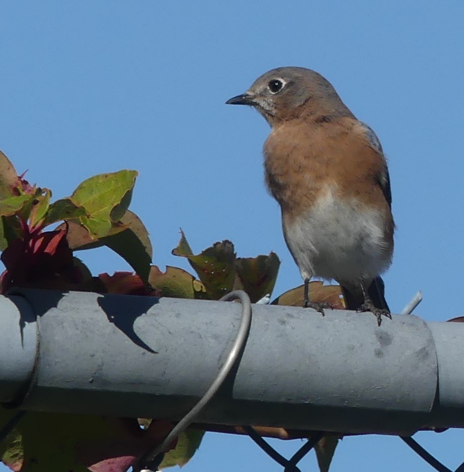Eastern Bluebird - ML624308279