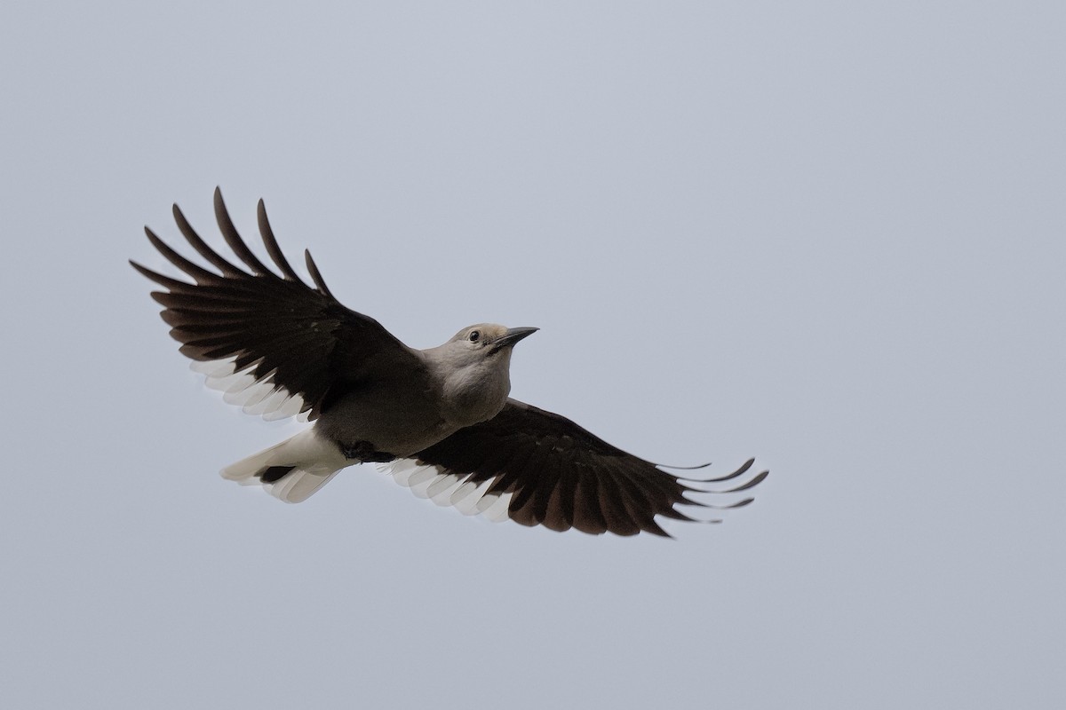 Clark's Nutcracker - ML624308280