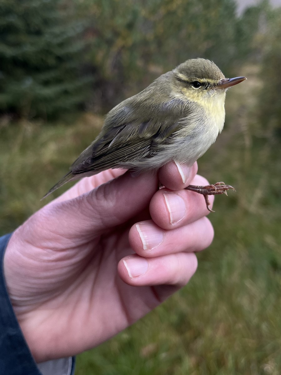 Green Warbler - ML624308368