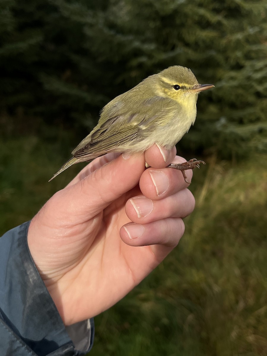 Green Warbler - ML624308379