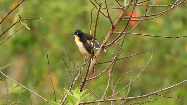 Black-capped Donacobius - ML624308391