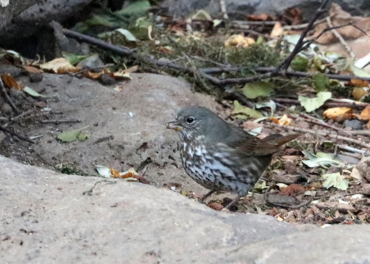 Fox Sparrow (Slate-colored) - ML624308564