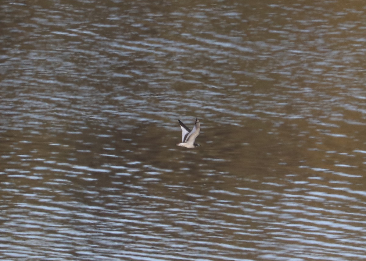 Sabine's Gull - ML624308591