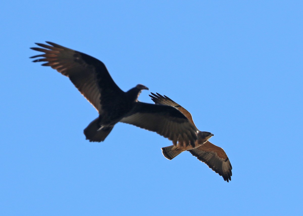 Swainson's Hawk - ML624308634