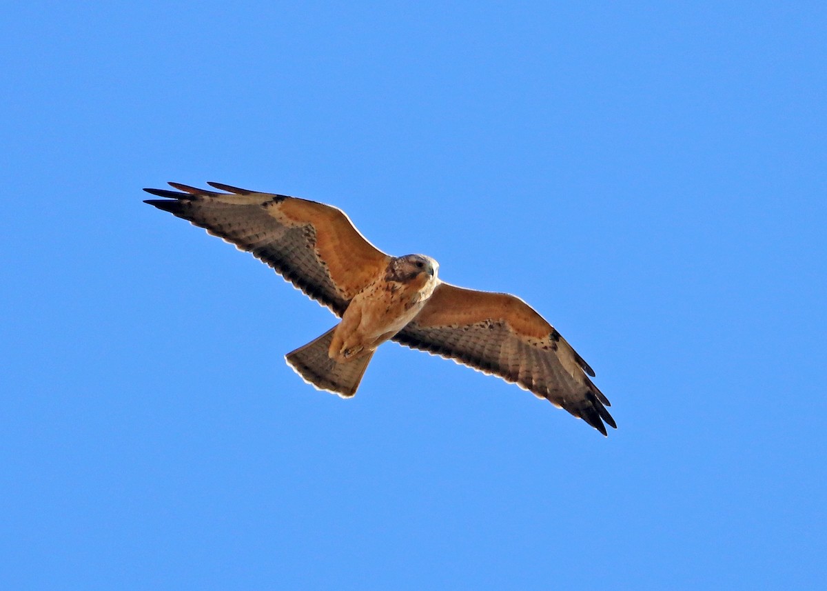 Swainson's Hawk - ML624308637