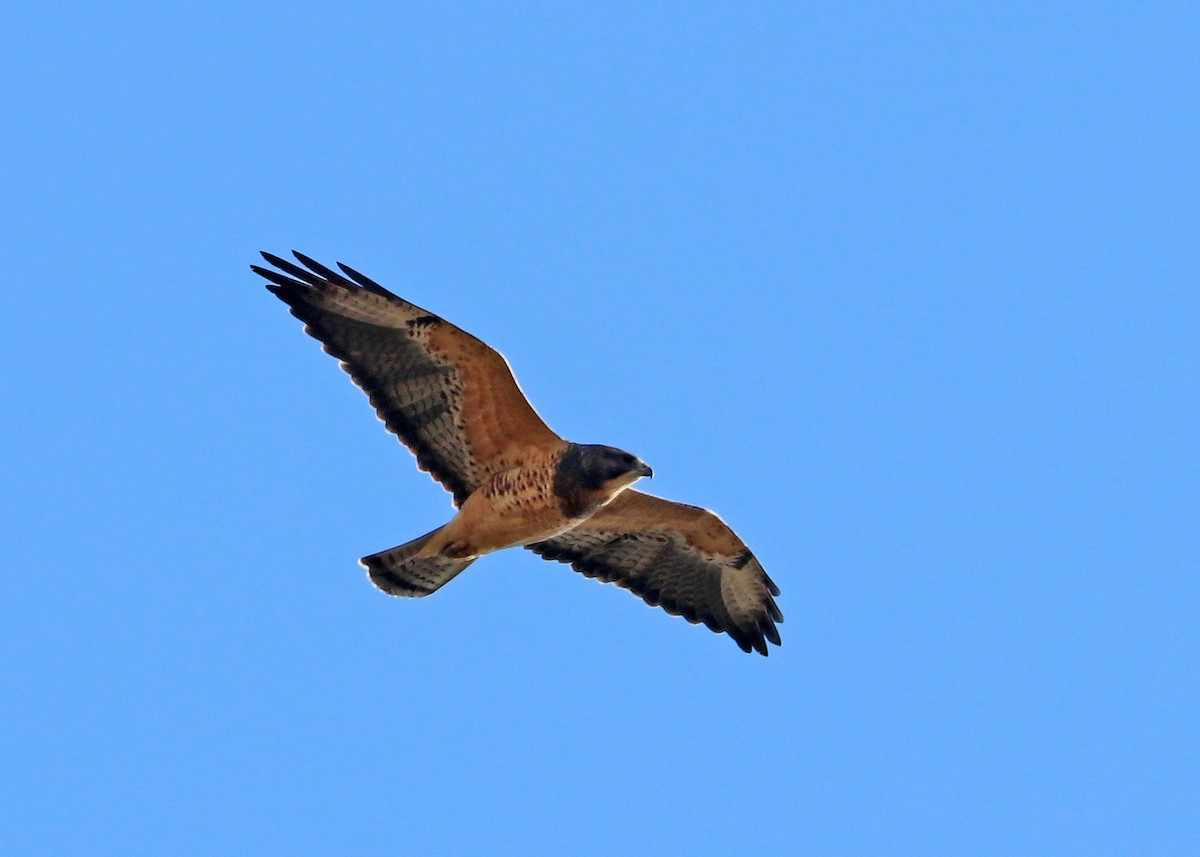 Swainson's Hawk - ML624308638