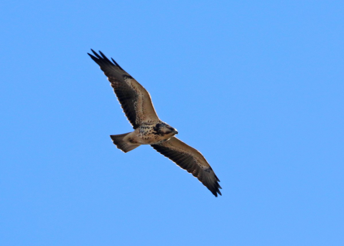 Swainson's Hawk - ML624308639