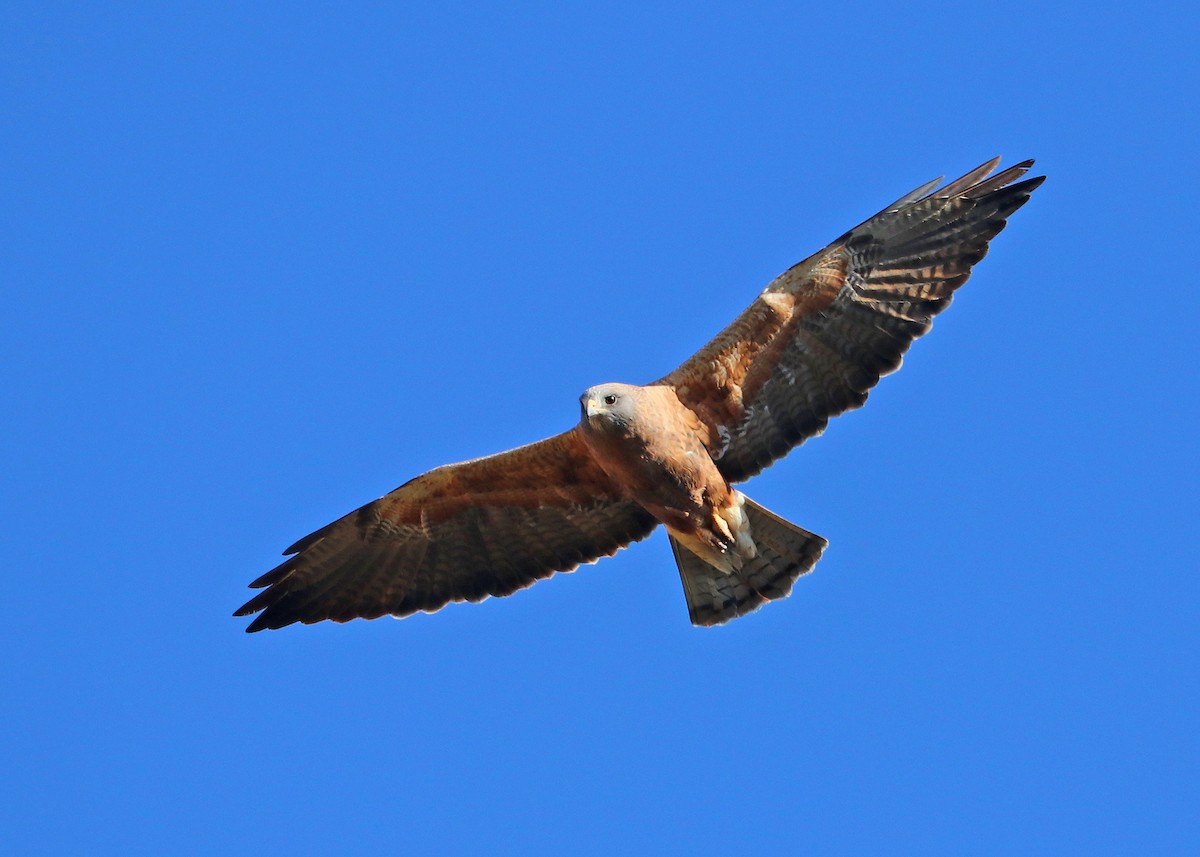 Swainson's Hawk - ML624308640