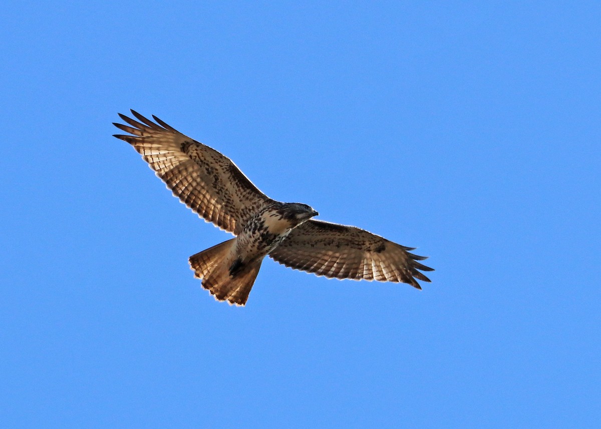 Red-tailed Hawk - ML624308646