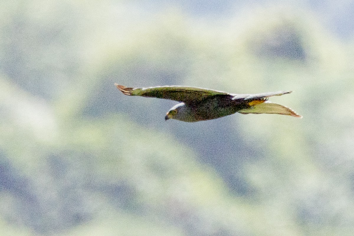 Gray-headed Goshawk - ML624308652