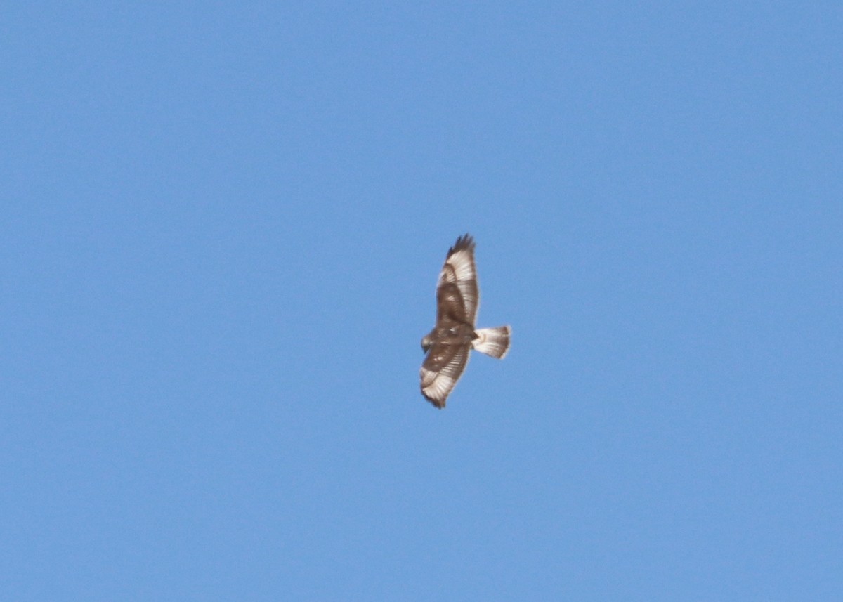 Ferruginous Hawk - ML624308654