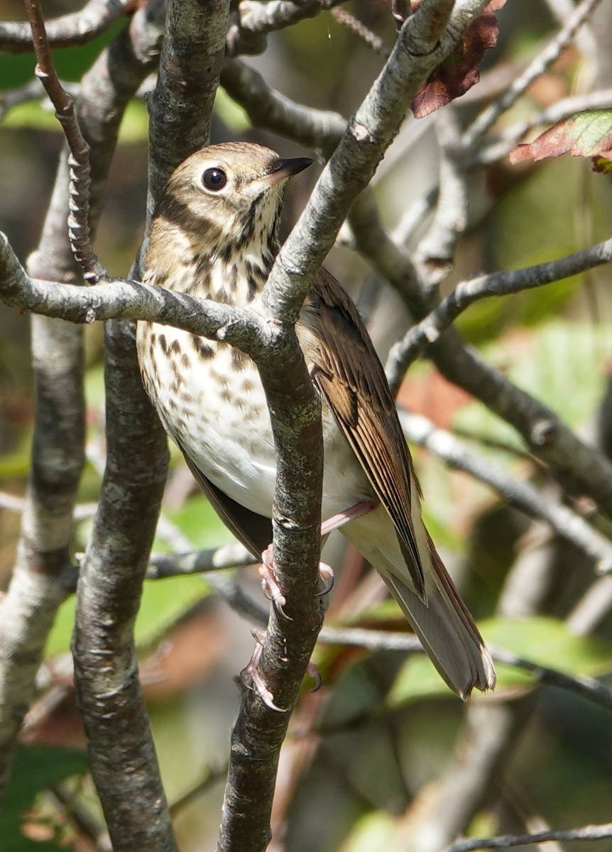 Hermit Thrush - ML624308739