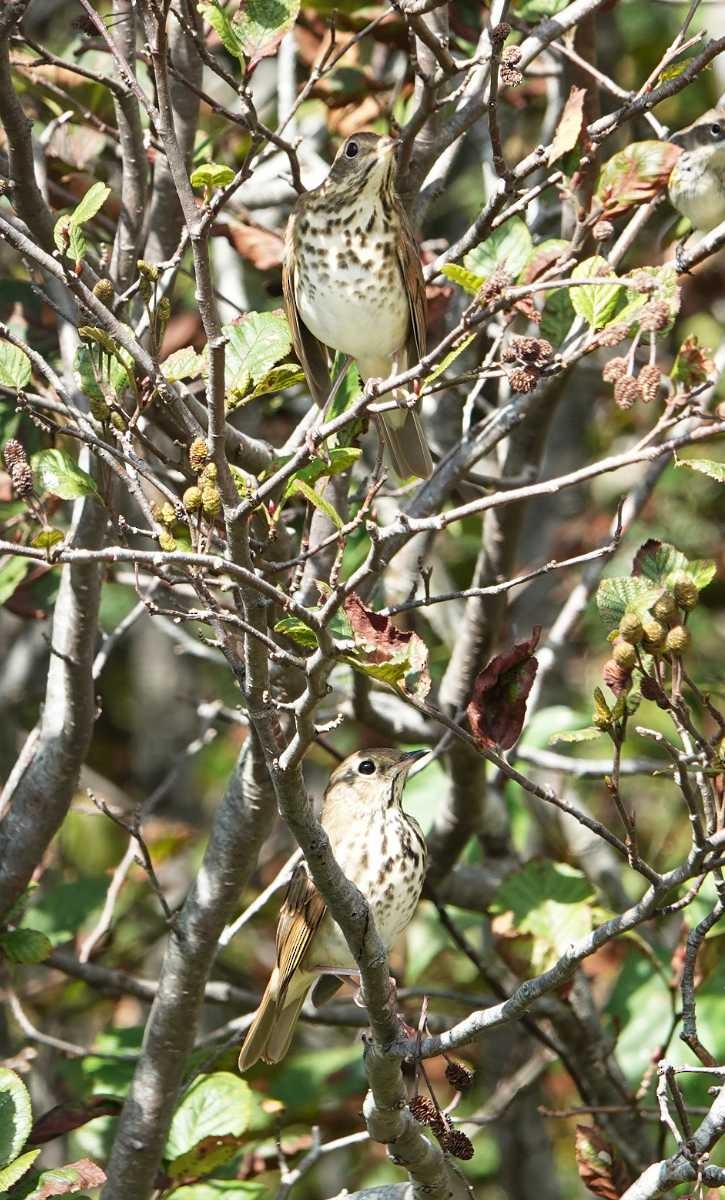 Hermit Thrush - ML624308740
