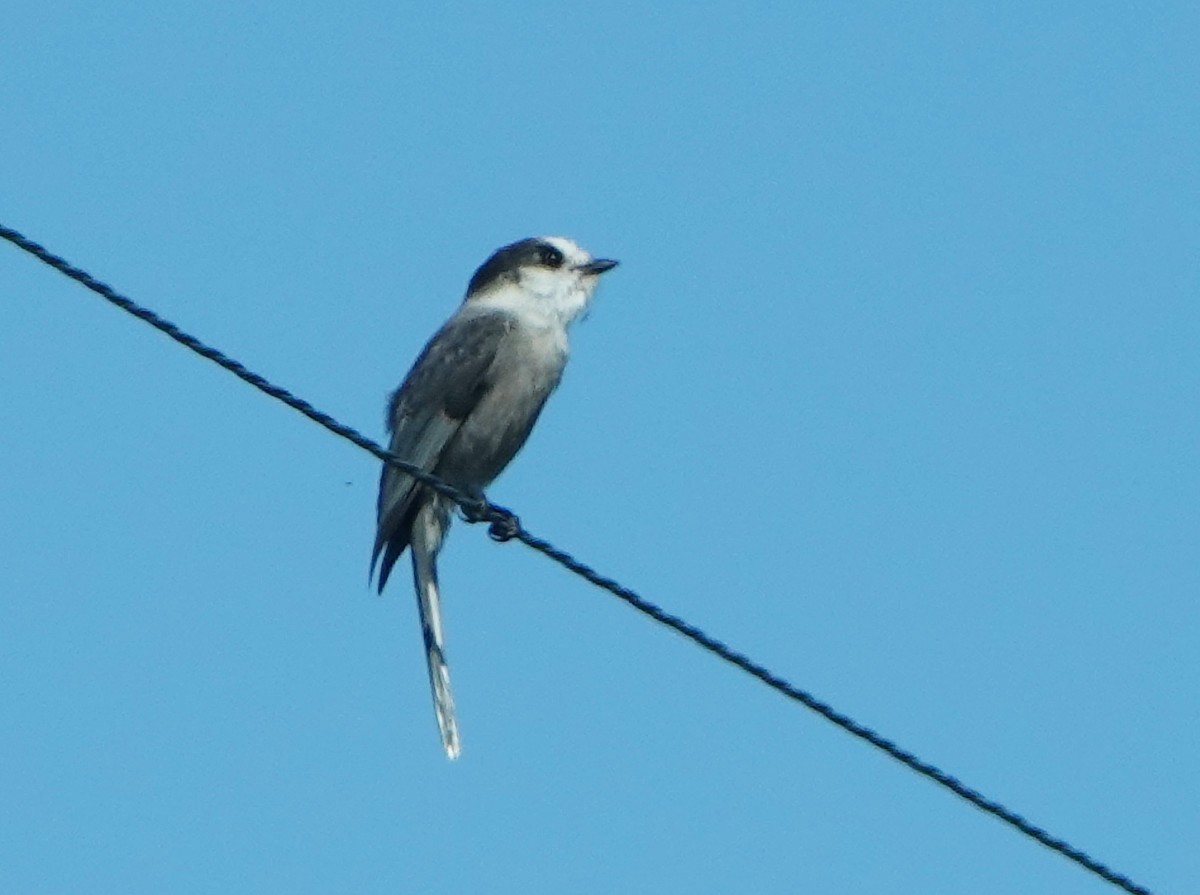 Canada Jay - ML624308748