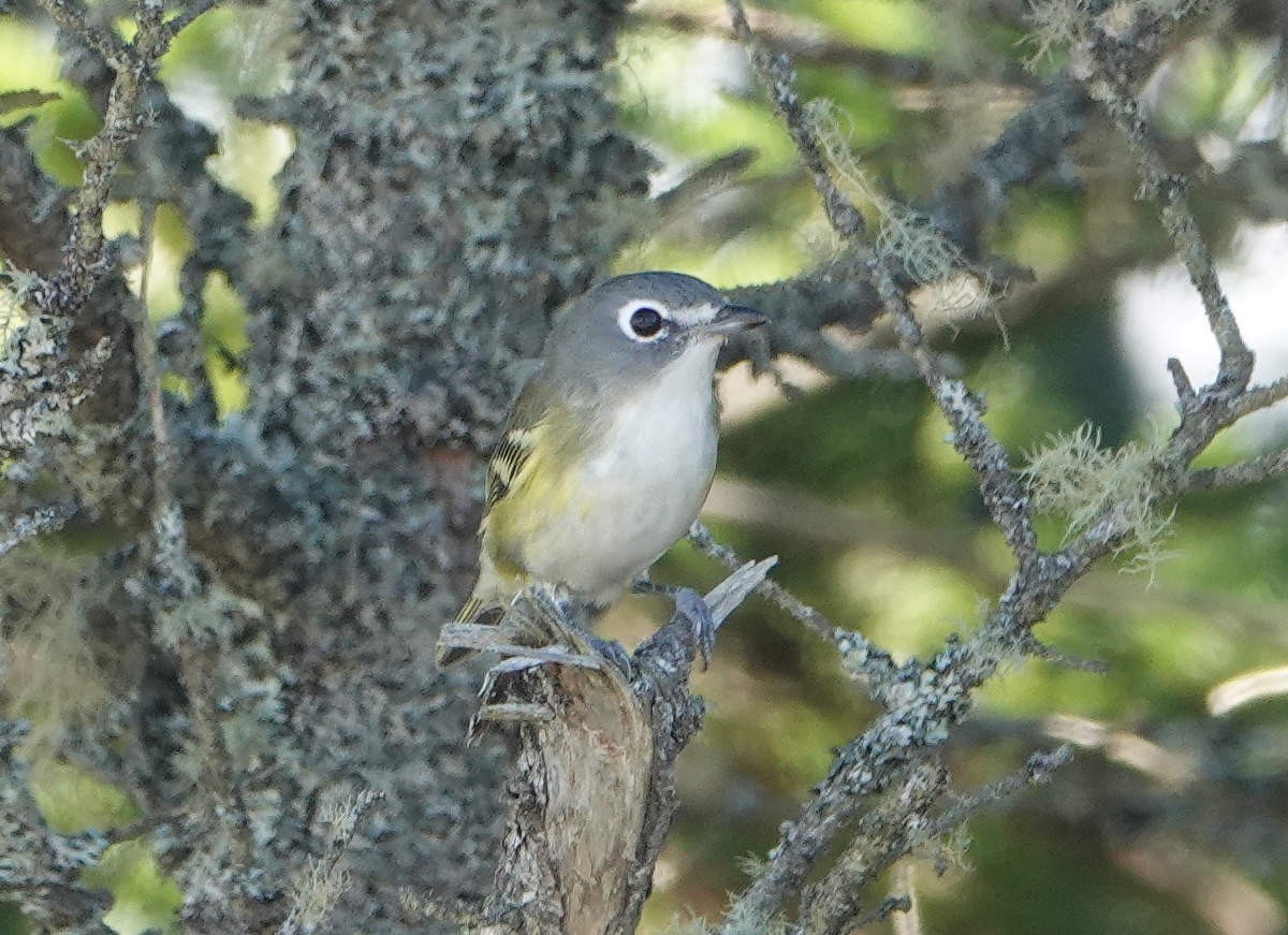 Blue-headed Vireo - ML624308759